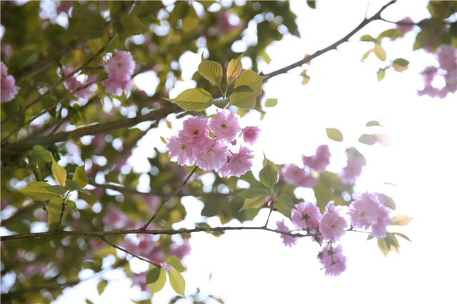 1605677370907403.jpg 5.jpg